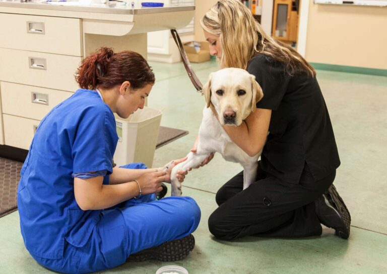 Animal Care Expertise