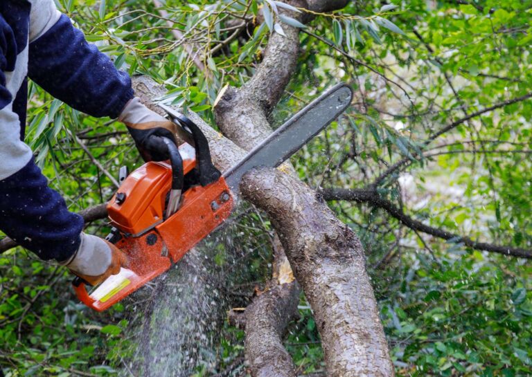 Tree Trimming Safety: Protecting People and Trees Online