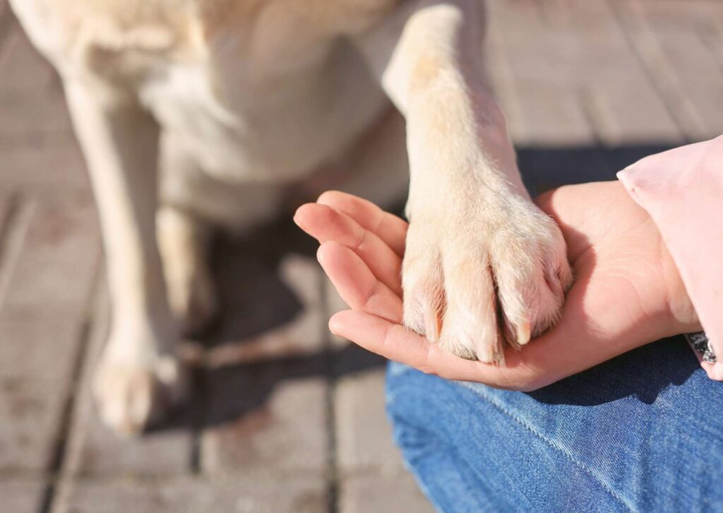 Certified Canine Companionship