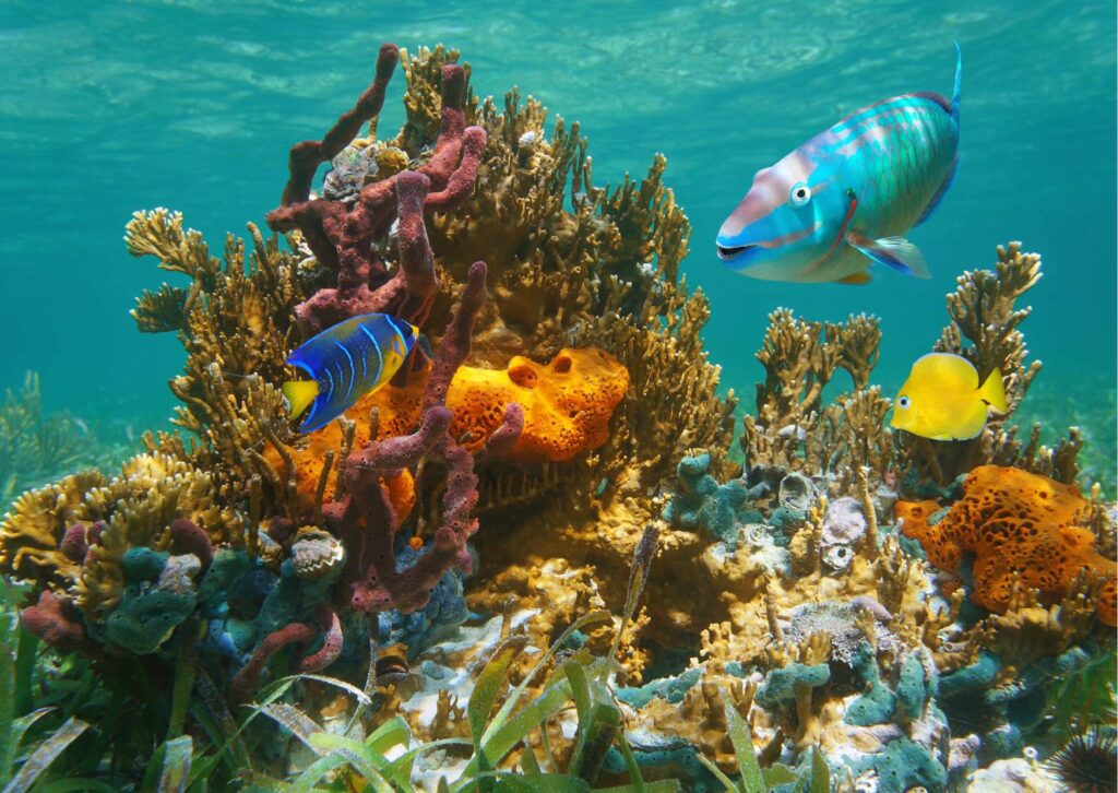 Marine Biology Understanding