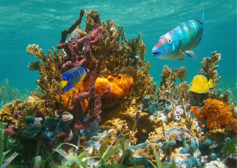 Marine Biology Understanding