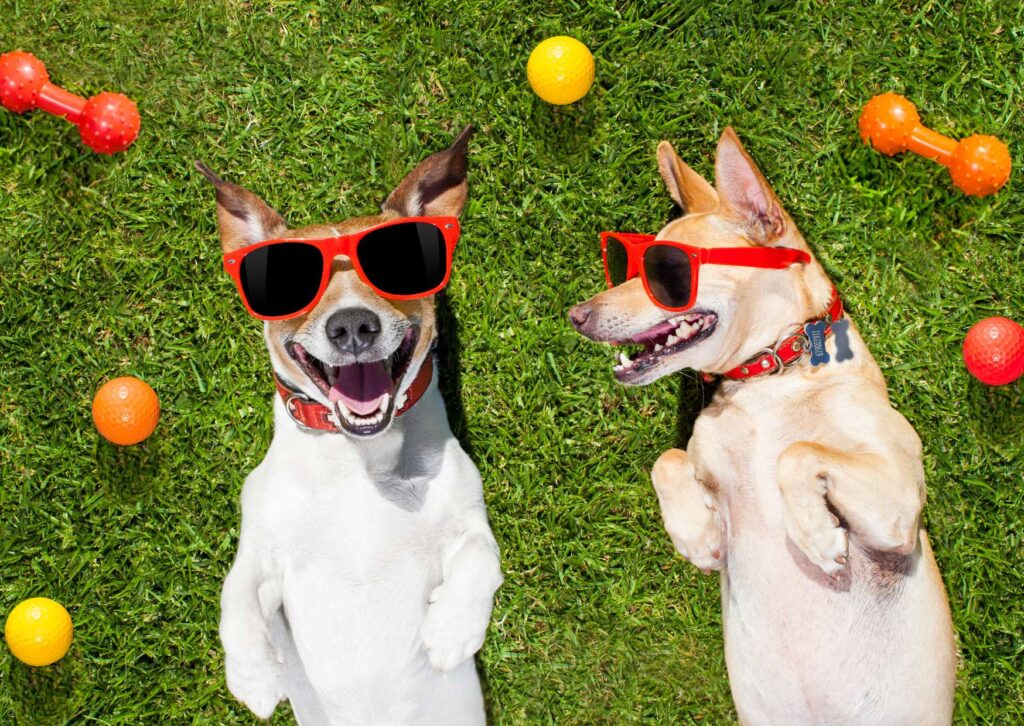 Dog Behavior Basics