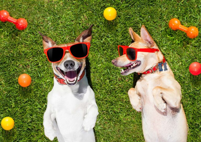 Dog Behavior Basics