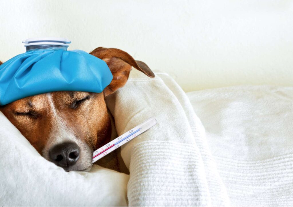Fundamentals of Pet First Aid