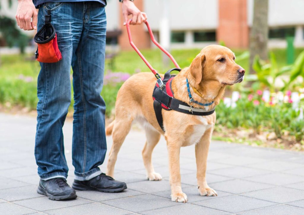 Guide Dog Training Program