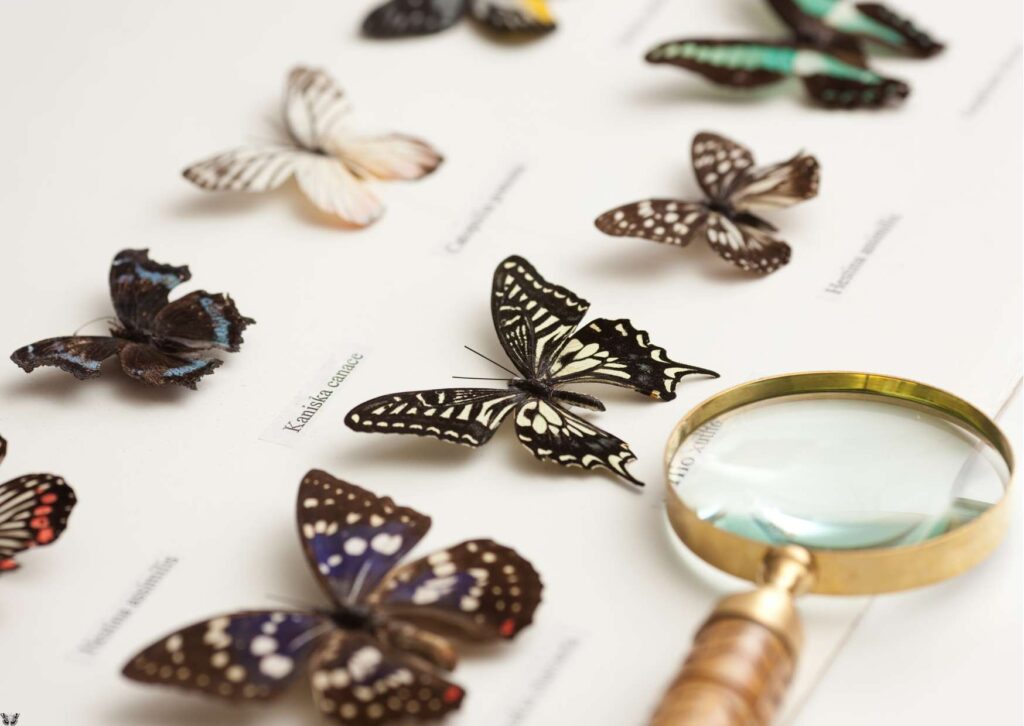 Entomology Essentials
