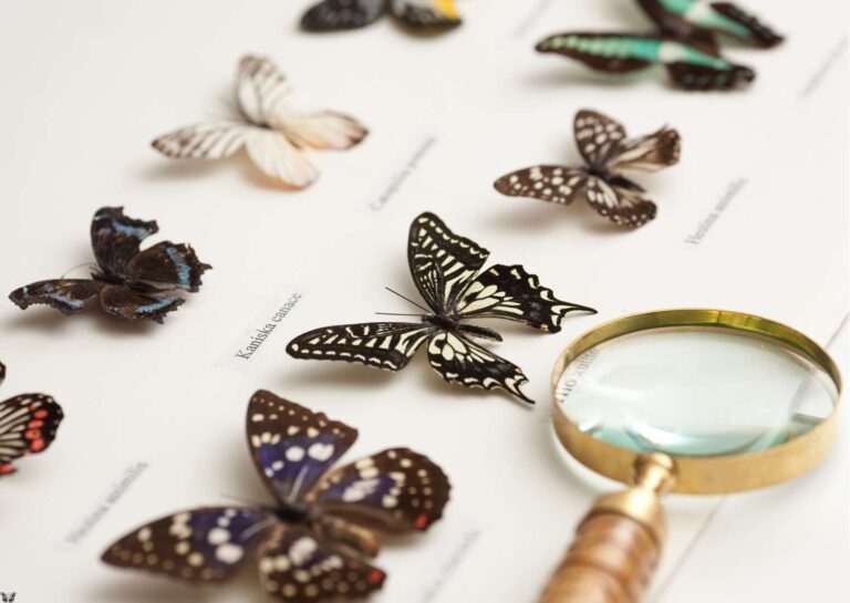 Entomology Essentials