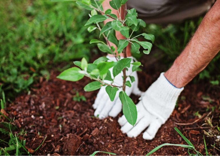Gardening Basics