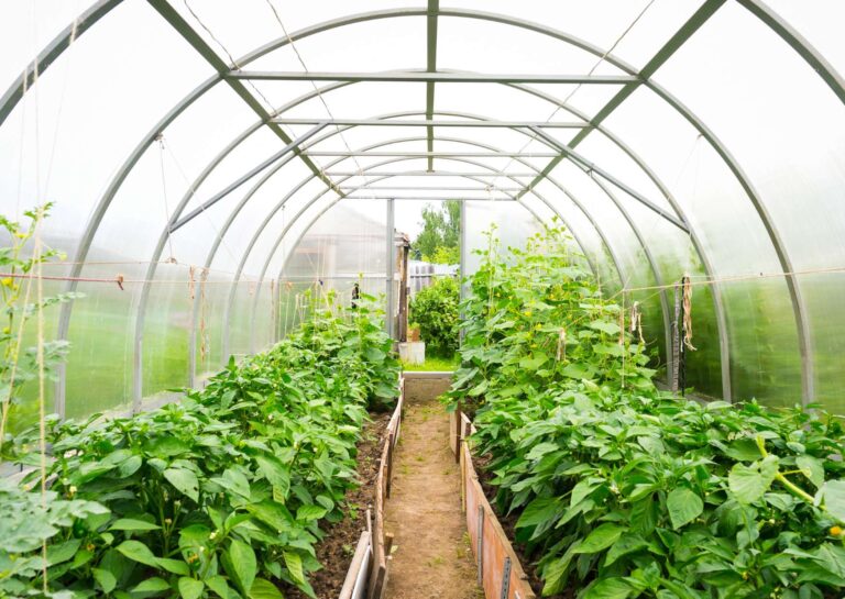 Horticulture Basics