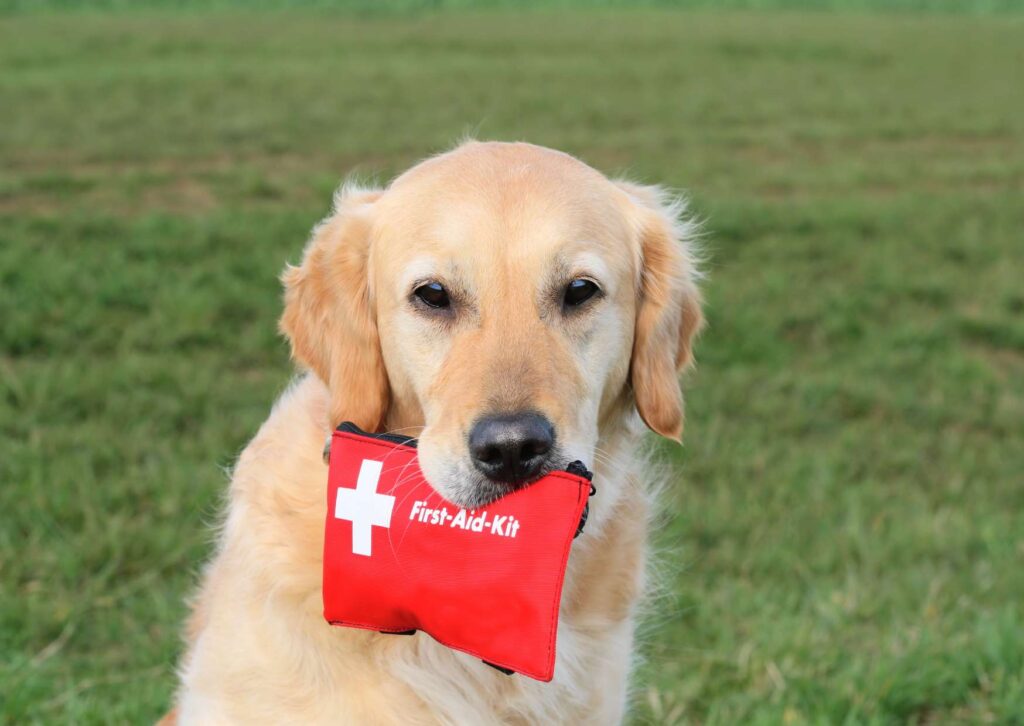 Dog First Aid Training Program