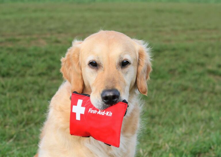 Dog First Aid Training Program