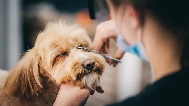 Level 3 Certificate in DIY Dog Grooming Thumbnail